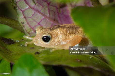  Kihansi Spray Toad: A Curious Amphibian Found Only Near Waterfalls!