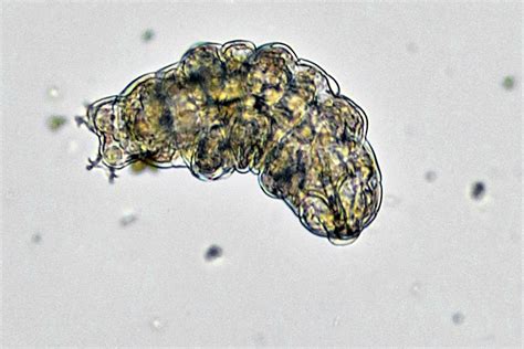  Planaria: This Tiny Freshwater Flatworm Exhibits Remarkable Regeneration Abilities!