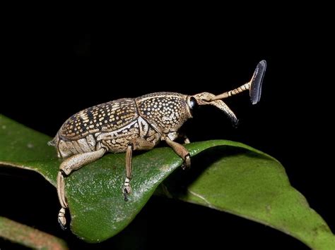  Weevil: An Intriguing Beetle Exhibiting Both Striking Armor and Stealthy Nocturnal Habits!