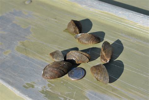  Yellow Mussel : A Resilient Filter Feeder Hiding in Plain Sight?