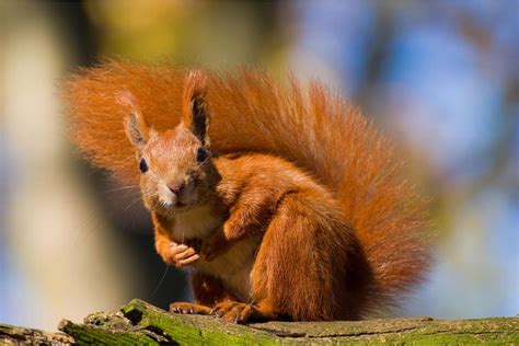  Écureuil : Quelle boule de poils furtive et agile réside-t-elle dans les arbres ?