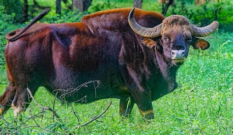  Élan : un majestueux herbivore au pelage roussâtre qui détient le record du plus grand poids parmi les cervidés!