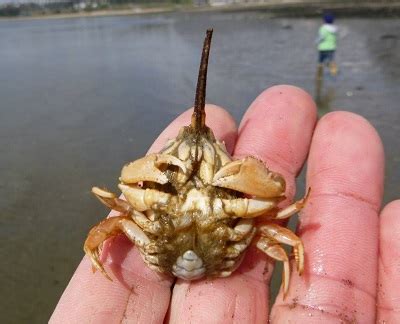  Geocarcinus!  Décortiquer les mystères d'un crabe fouisseur fascinant et comprendre son existence souterraine.