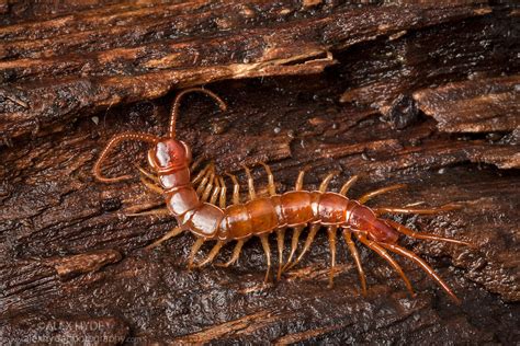  Lithobius:  Un petit maître du sous-bois aux mille pattes qui rampent sans cesse!