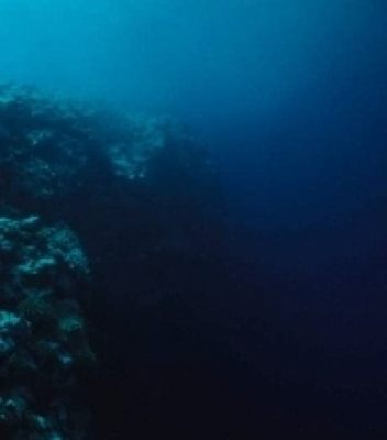  Quel Quêteur Extraordinaire Se Cache Dans Les Fonds Marins? Découvrez le Mode de Vie Fascinant du Quinquepecten!