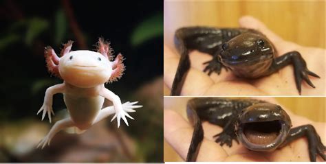 Axolotl: Un Amphibien Unique Qui Peut Retarder Sa Métamorphose Pour Toujours!