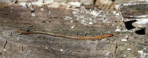  Geophilomorpha: Un explorateur minuscule aux nombreuses pattes qui aime se cacher sous les pierres!