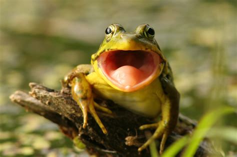  Le Horny Toad: Une Petite Grenouille Qui A Déjà Tout Vu!