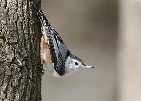   Nuthatch! Un petit acrobate aux ailes puissantes qui grimpe avec aisance sur les troncs d'arbres!