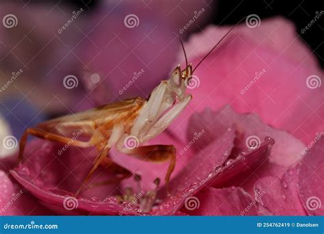  Orchid Mantis: Une créature fascinante qui combine camouflage sophistiqué et chasse explosive!