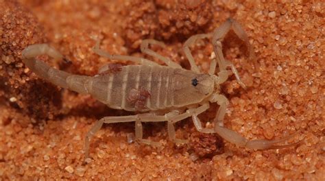  Pseudoscorpion : Un minuscule chasseur aux pouvoirs fascinants qui ne se contente pas d’un simple piège !