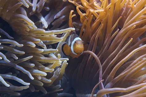  Queensland Carpet Coral: Un Animal Marine Fascinant Qui Remplace les Tapis à L’aide de Ses Tentacules!