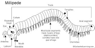  Rhysodes! Un Myriapode Fascinant Avec Son Corps Segmenté Comme Une Symphonie