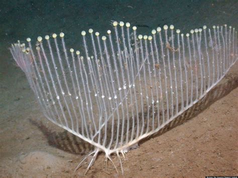  Wool Sponge! Discover the Wonders of This Curious Creature With Deep Sea Dwelling Habits