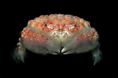  Woolly Crab:  Une créature fascinante aux poils incroyables qui se déplace avec une grâce étonnante!