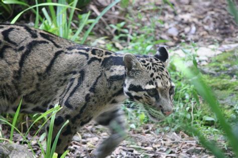  Yaguaron: A Miniature Leopard Prowling Through South America's Undergrowth!