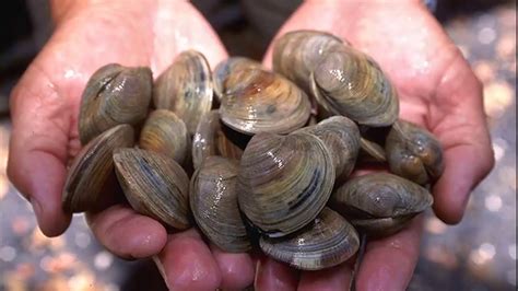  Zébrite ! Découvre le bivalve qui danse avec les courants marins et scintille comme une perle précieuse