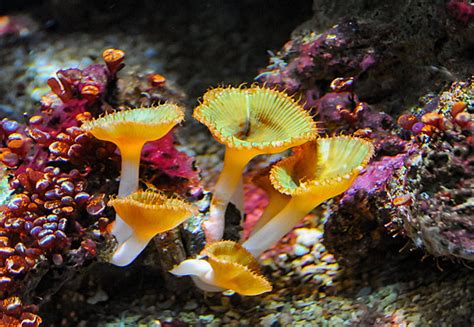  Zoanthidea! Un magnifique tapis de couleurs vives qui se cache sous la surface de l'océan